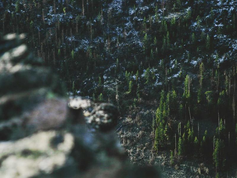 Stema PCVR游戏《饥饿动物VR》_Hungry Animals VR - VR游戏图片