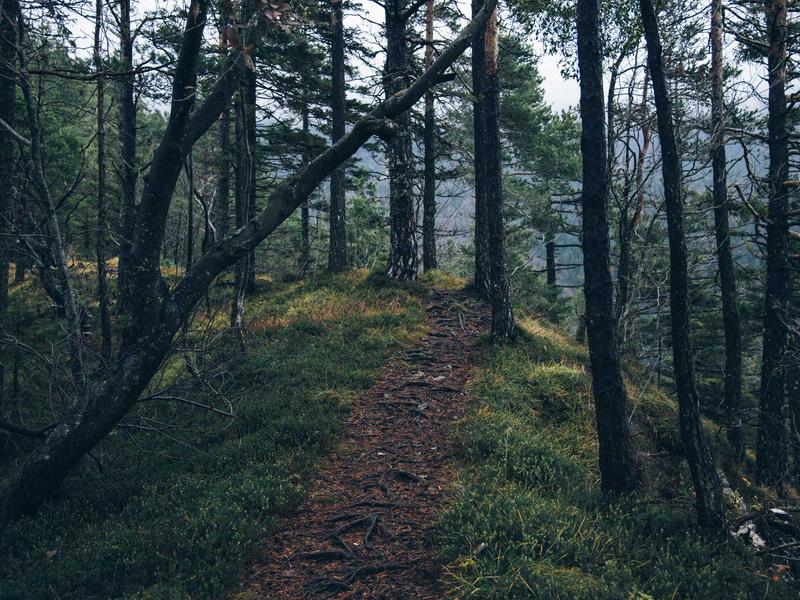 Stema PCVR游戏《饥饿动物VR》_Hungry Animals VR - VR游戏图片