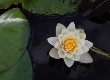 steamPC VR游戏《龙穴护卫VR》Dragon Fury VR游戏破解版下载